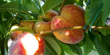 National Peach Day: Celebrating Georgia’s Beloved Fruit