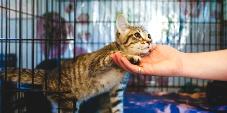 Urgent Call for Pet Adoptions in Metro Atlanta as Animal Shelters Face Overpopulation Crisis