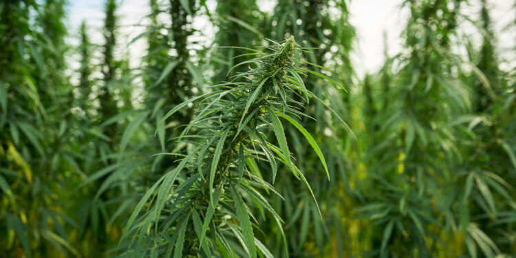 Georgia’s New Hemp Legislation Sets Age Limits and Tightens Restrictions