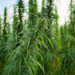 Georgia’s New Hemp Legislation Sets Age Limits and Tightens Restrictions