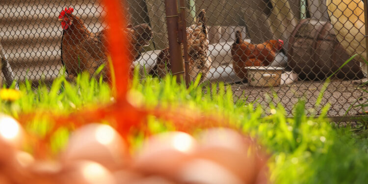 Bird Flu Found in Georgia Backyard Flock