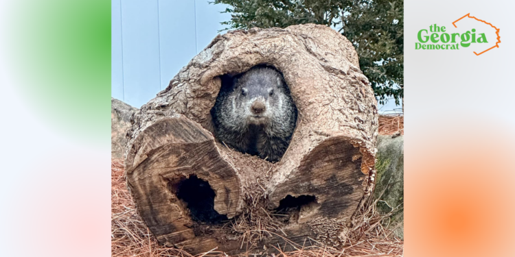 General Beauregard Lee Predicts Six More Weeks of Winter Despite Georgia’s Warm Spell