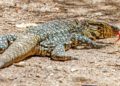 Dog-Sized Invasive Tegus Spread In Southeast Georgia