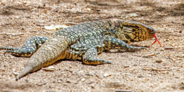Dog-Sized Invasive Tegus Spread In Southeast Georgia