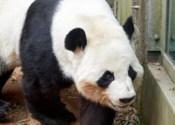 Xi Says Giant Pandas Will Arrive At Zoo Atlanta In Days