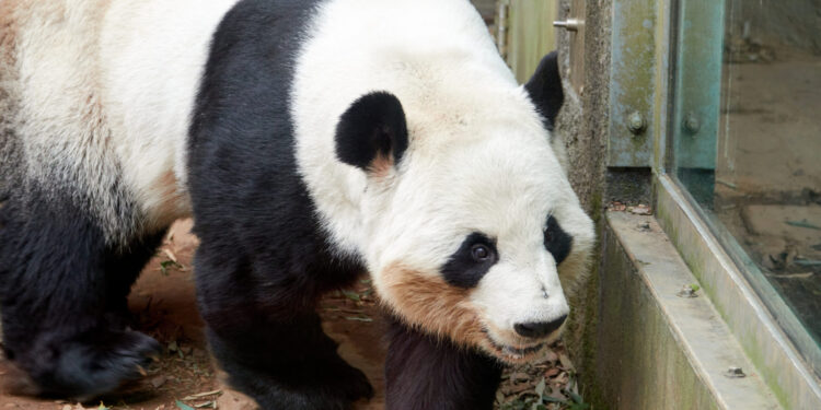 Xi Says Giant Pandas Will Arrive At Zoo Atlanta In Days