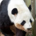 Xi Says Giant Pandas Will Arrive At Zoo Atlanta In Days